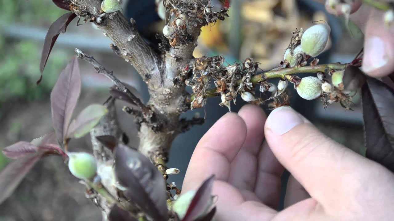 How to Thin Fruit Trees