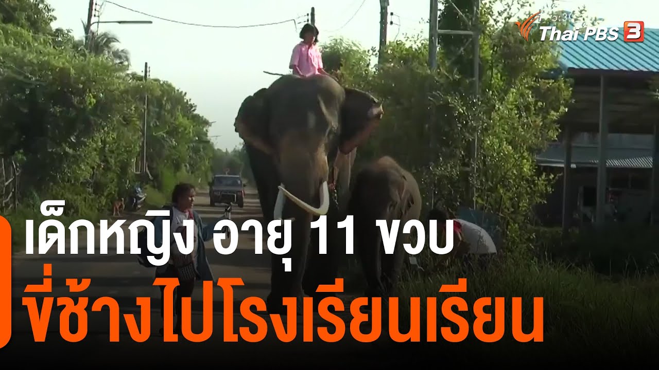 เด็กหญิง อายุ 11 ขวบ ขี่ช้างไปโรงเรียนเรียน | วันใหม่ไทยพีบีเอส | 20 ก.ค. 65