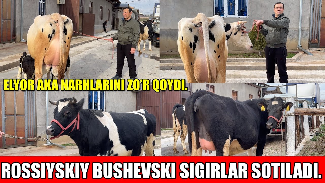 ELYOR AKA ROSSIYSKIY BUSHEVSKIY SIGIRLARI SOTILADI.