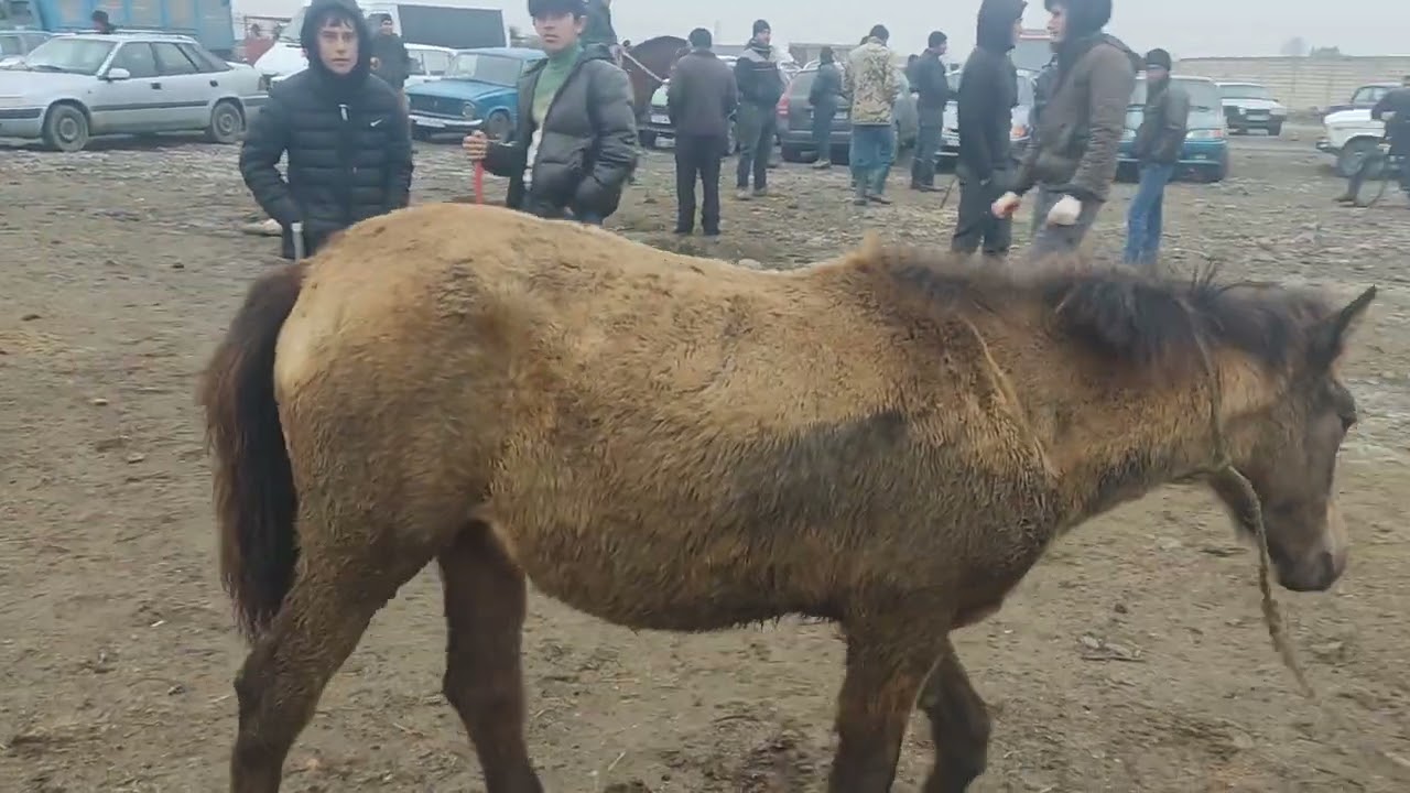 Bərdə at bazarl 19.01.2024.050.571.71.57