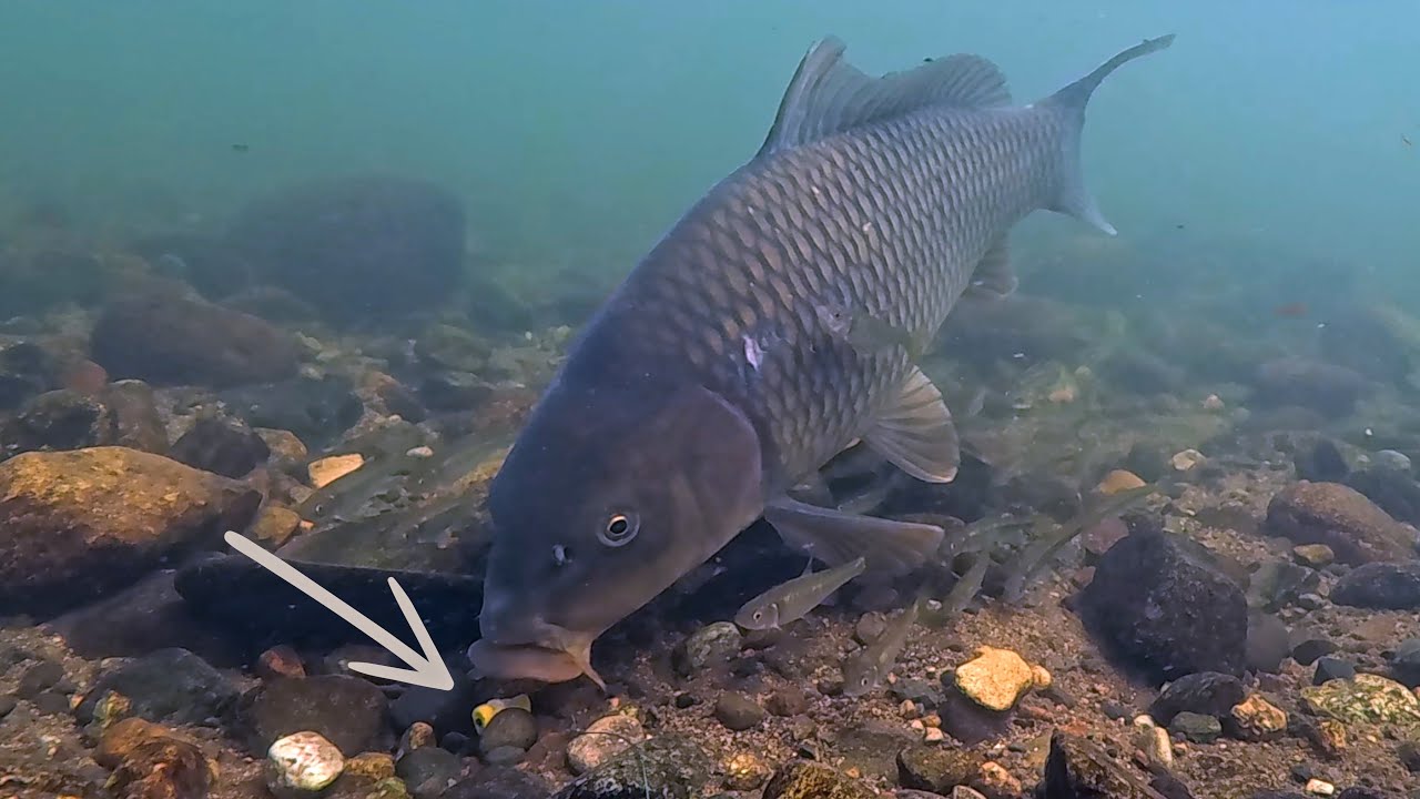 7 Days Chasing Carp in the Same Spot&hellip;