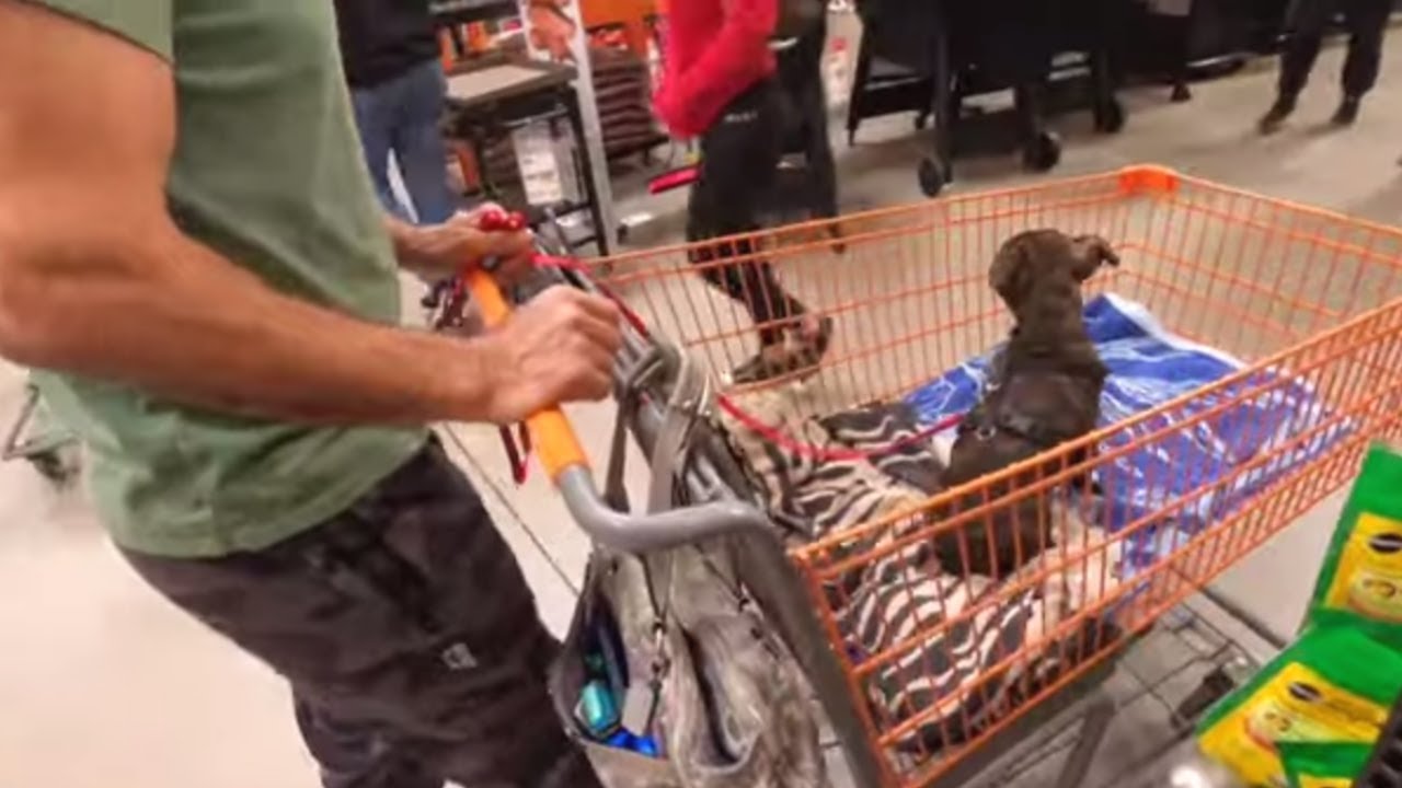 Puppy's first time in a public place