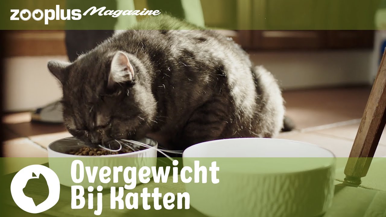 Overgewicht bij katten: wat is de oorzaak en wat kun je eraan doen? | zooplus.nl