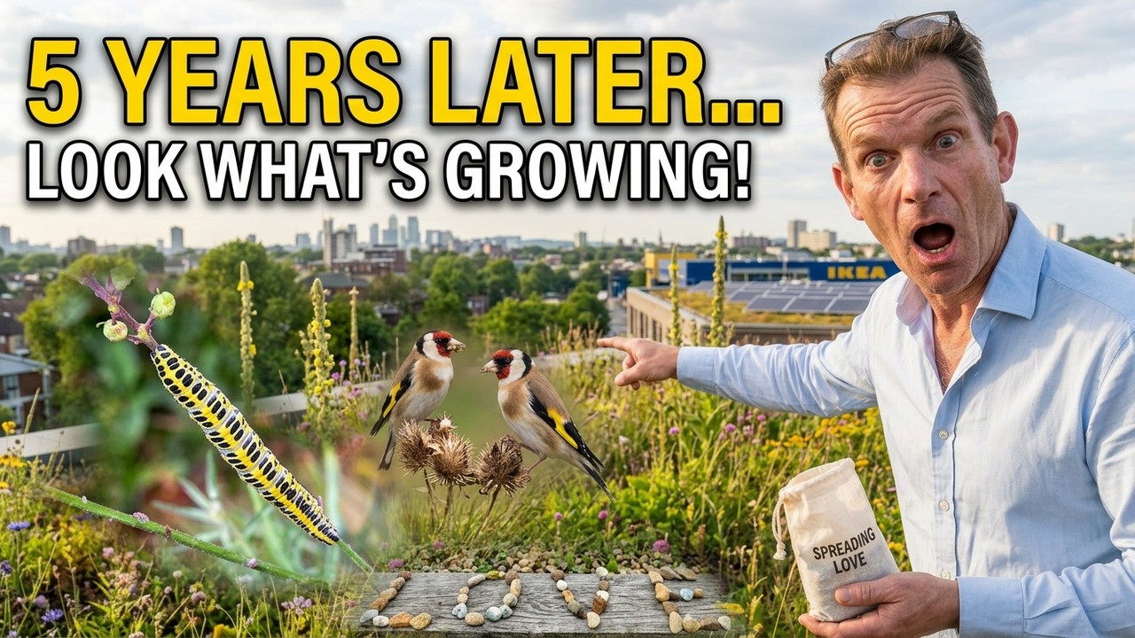 Wildflowers - spreading, collecting & witnessing the love on green roofs