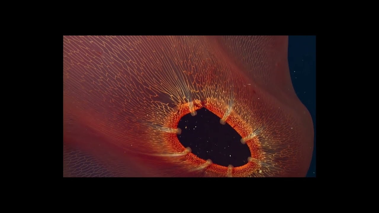 Deep Rising - SELECCI&Oacute;N OFICIAL PEFF 2023