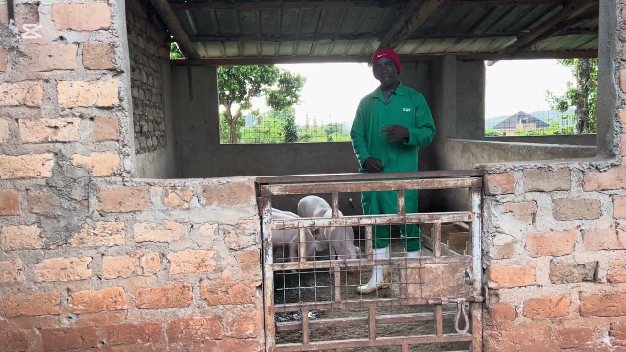 EZIMU KUNGERI JOYINZA OKWEWALAMU SWINE FEVER
