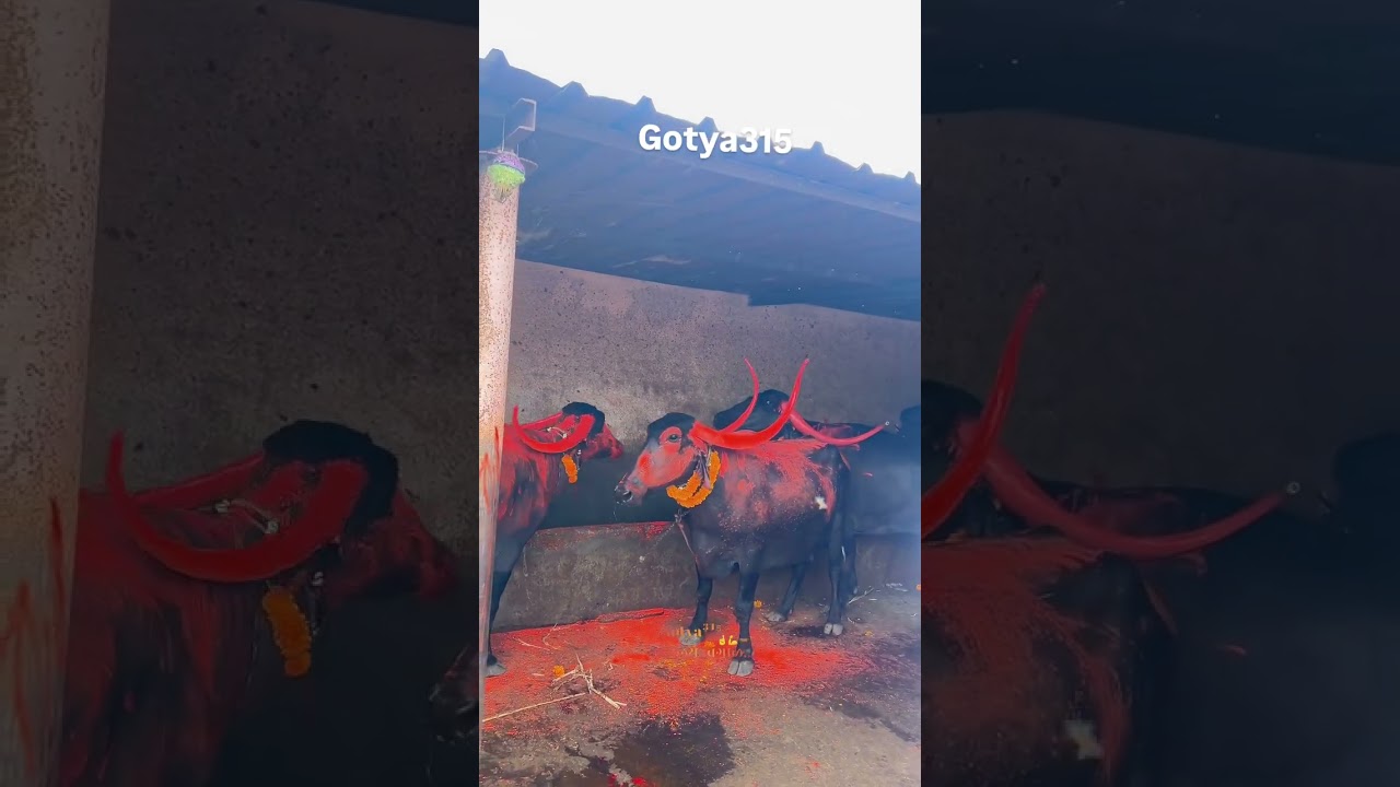 कसाय 🐎💪🏻💯🔥 || buffalo race ||#tending #animals #sharyat #youtubeshort