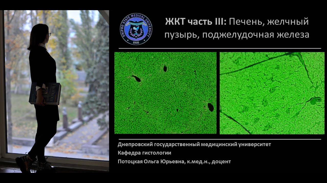 21. Пищеварительная система Часть 3 печень поджелудочная железа