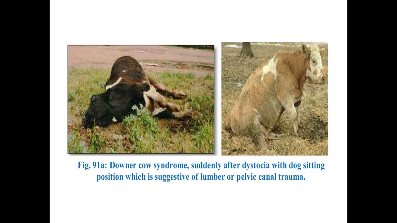 Downer cow syndrome