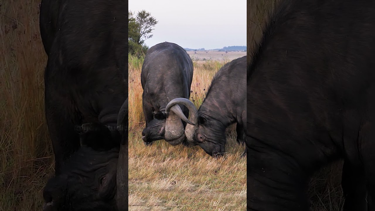 African Buffalo Bulls Fight