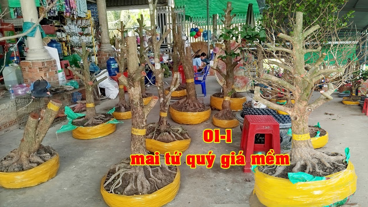 Phôi Mai Tứ Qúy Tay Cành Điều 0342924599 Tèo  | Tứ Qúy Miệt Vườn