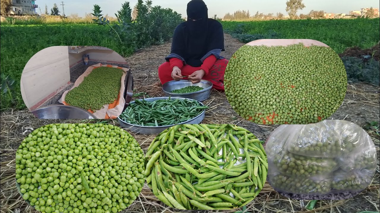 الخير على قدوم الواردين‼️ اهلي دخلوا عليا مالو البيت بالخير ودي طريقه الفلاحي في تخزين البسله🫛