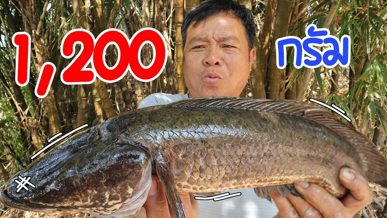 ปลาช่อนยักษ์ !! ตัวใหญ่มาก ทอดแล้วแกง อี้ก่าเหมาะขนาด !! l SAN CE