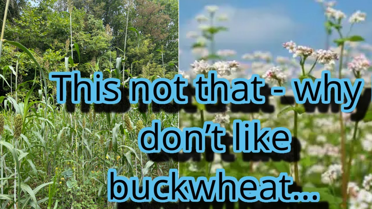 Why I don’t like buckwheat…..monocultures!