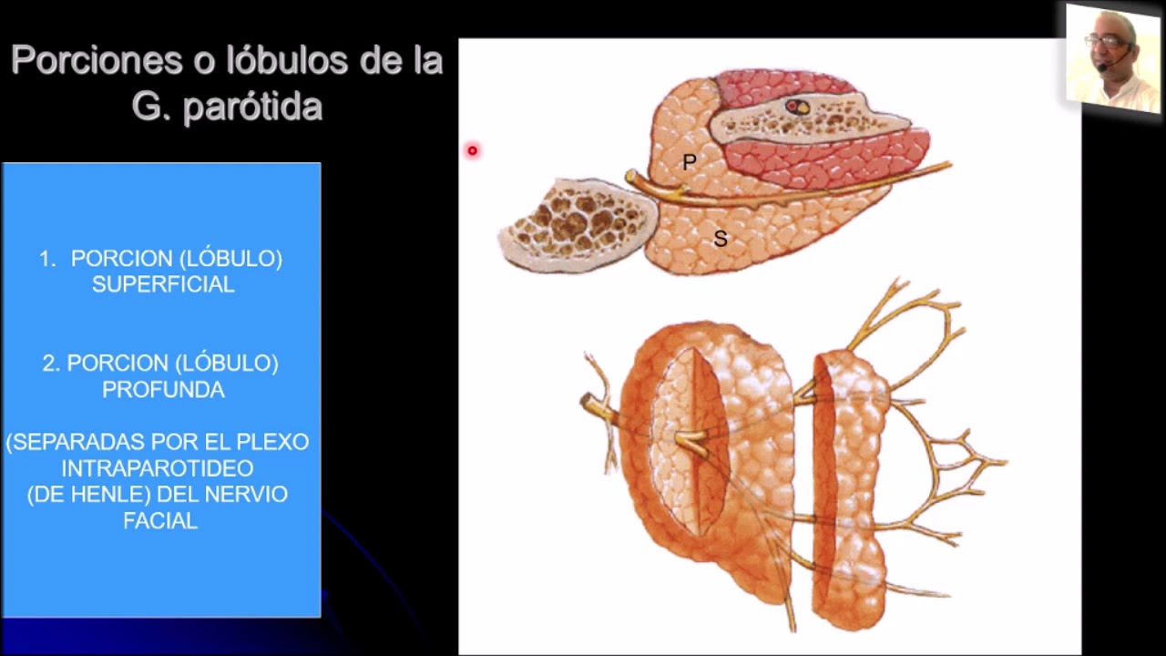 GLÁNDULAS SALIVALES MAYORES: PARÓTIDA PROF. DR. MARCELINO BRÍTEZ CABRERA