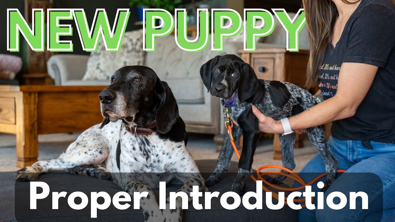 Proper Way To Introduce Your New Puppy To Older Dogs