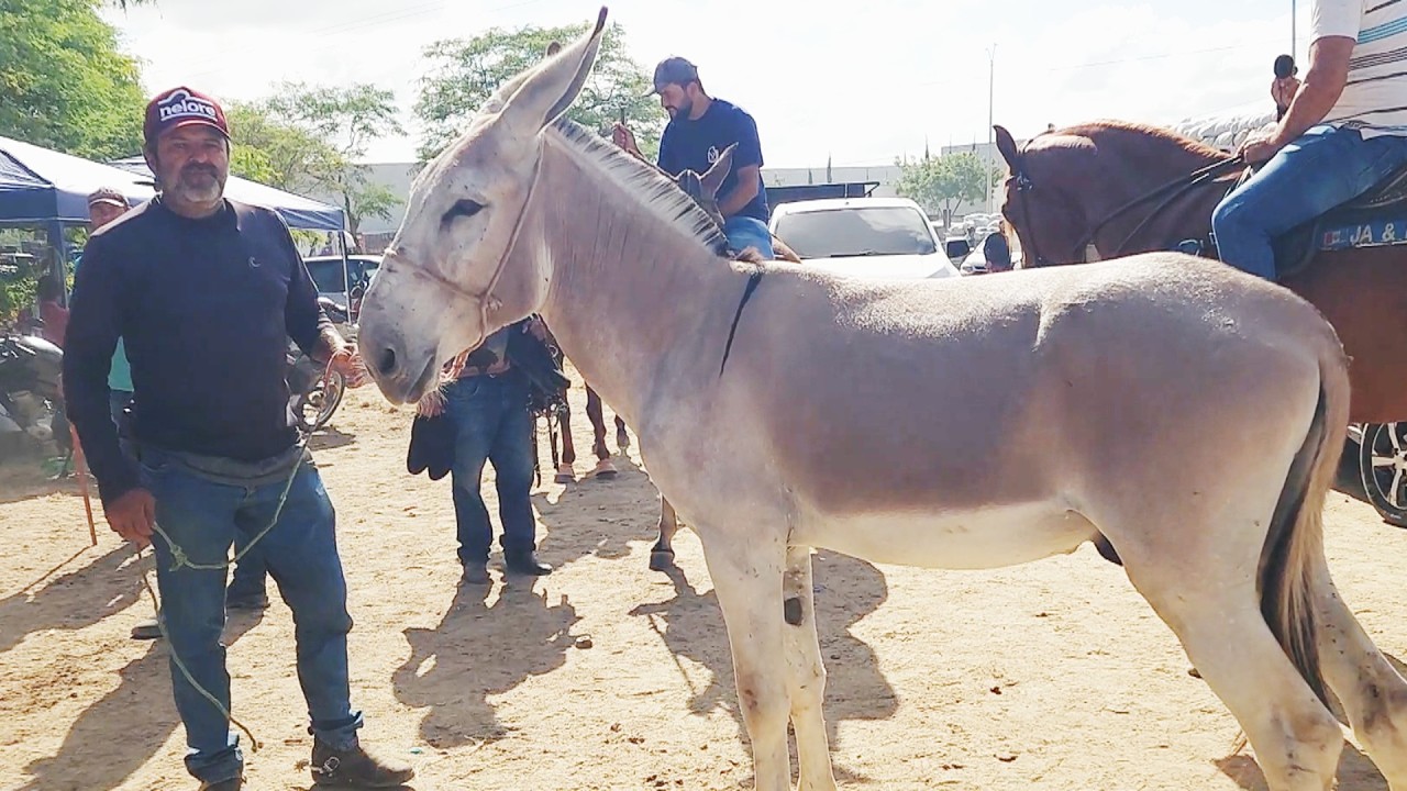 FEIRA DE CAVALOS EM CARUARU-PE 09-12-2025 #nordeste