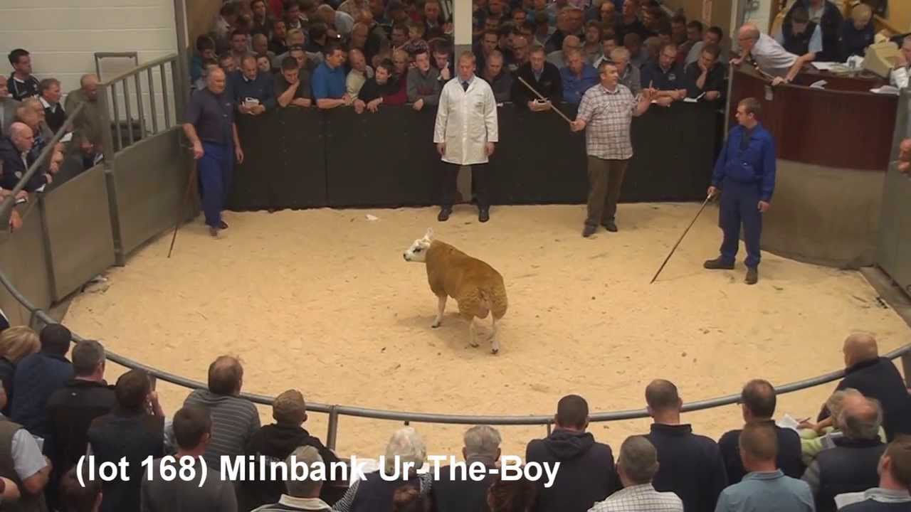 Scottish National Sale, Lanark 2013: TOP SIX PRICES