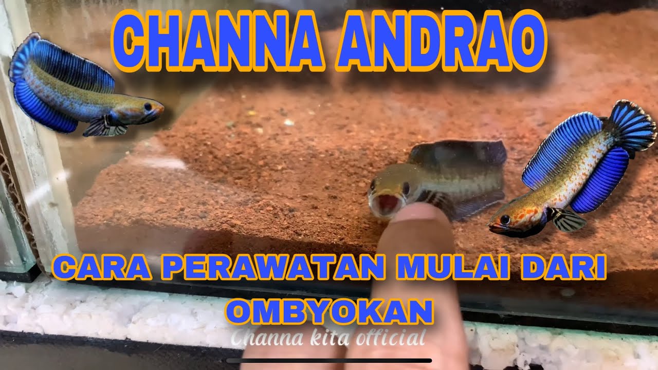 UPDATE CHANNA ANDRAO‼️ CARA PERAWATAN‼️ DAN FAKTA