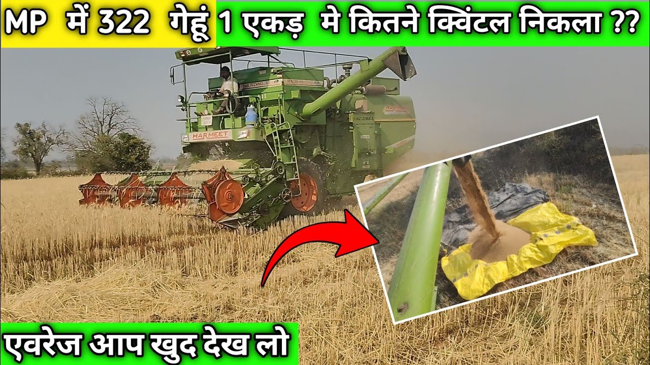 आज देखेंगे 322 गेहूं का एवरेज | 1 एकड़ में कितने क्विंटल निकलता है ?? 322 gehu average ? 🌾