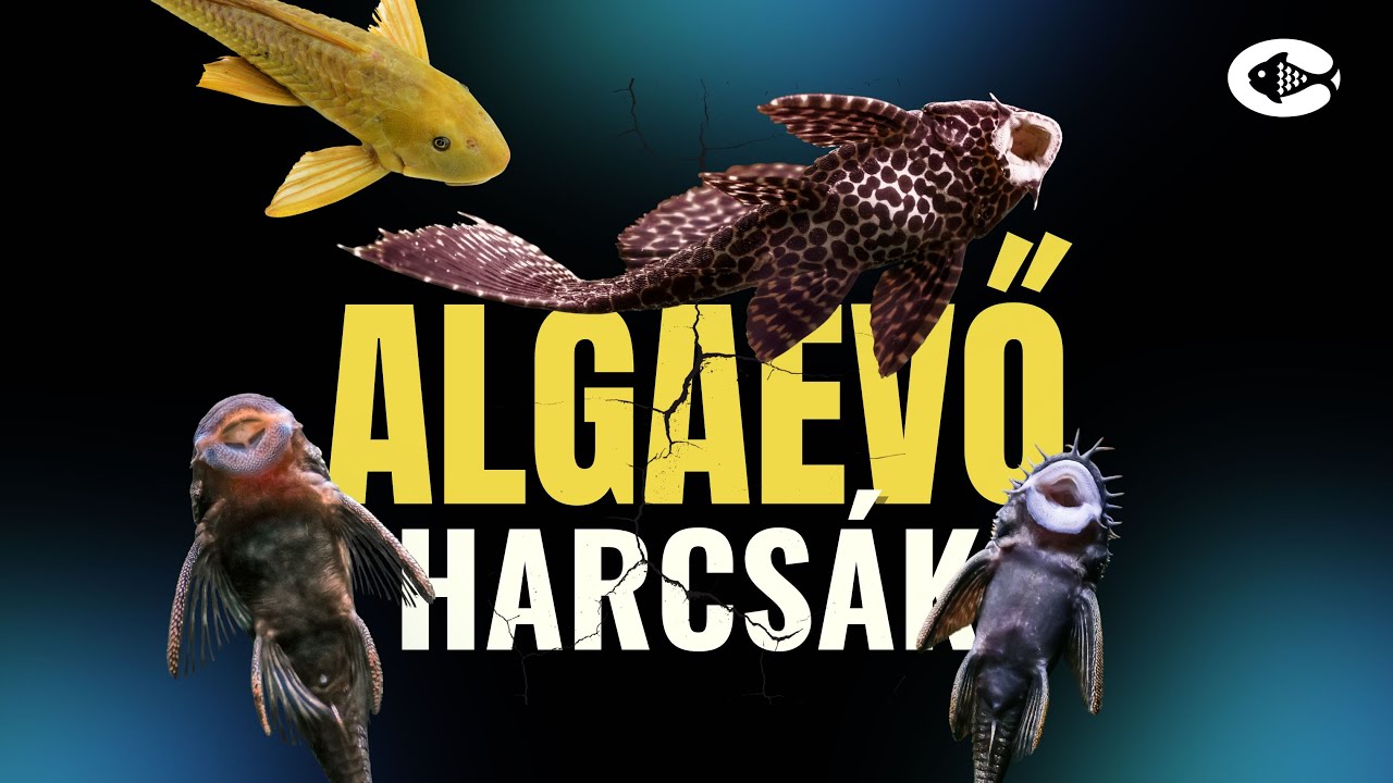 🎥 Anci, Pleco, Gibbiceps – így különböztesd meg őket egyszer s mindenkorra!