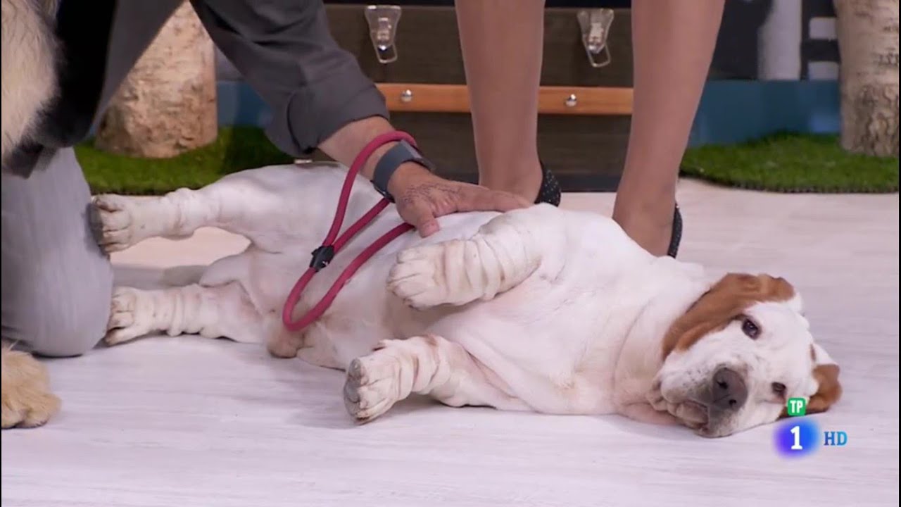 😲🐶📺Basset Hound va a programa de TV y se hace amigo de los presentadores.