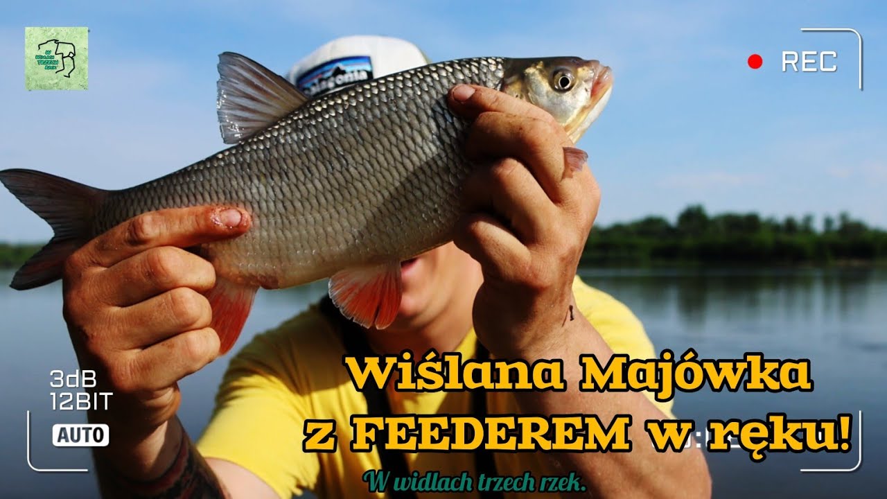 LESZCZE, JAZIE i inne białe ryby w majówkę! Wędkarstwo Feederowe, Wisła 2024! :)