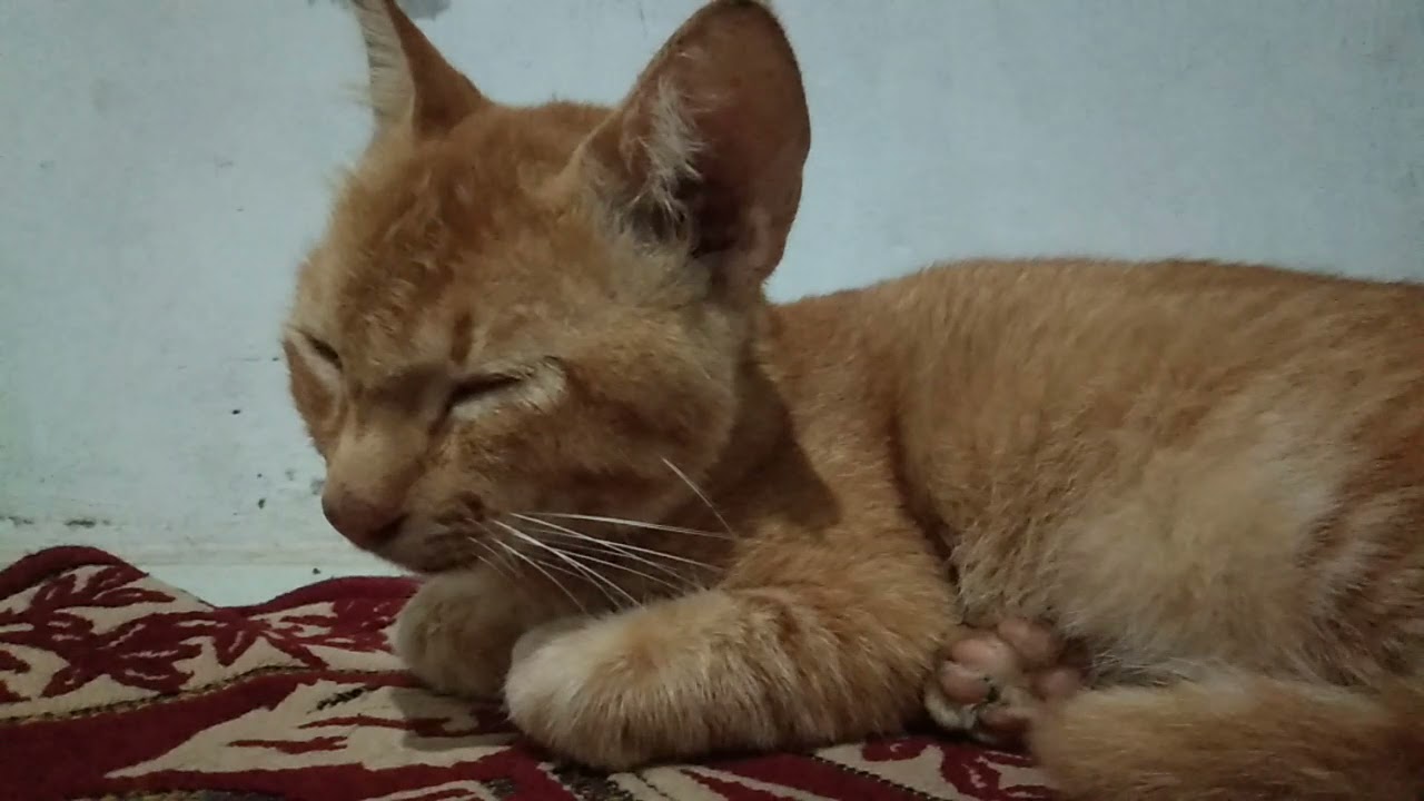 menemani sholat sampe tertidur