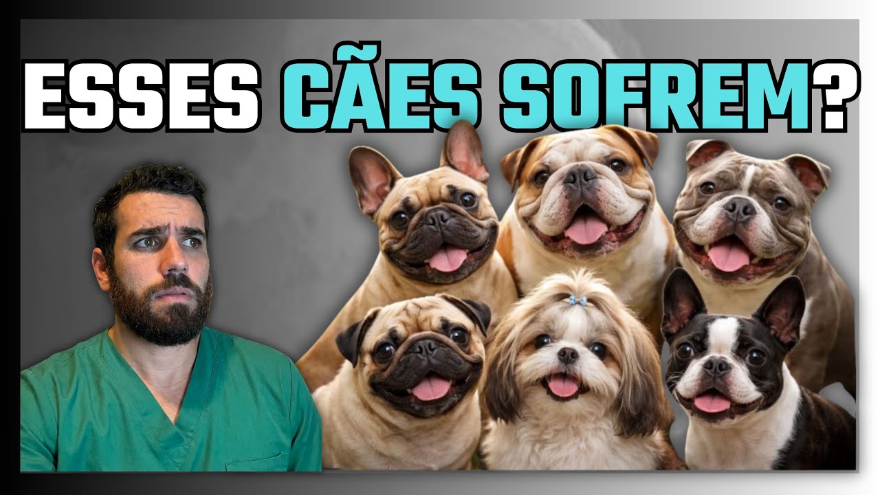 Seu cachorro pode morrer se você não cuidar certo: Cuidados com cães braquicefálicos.