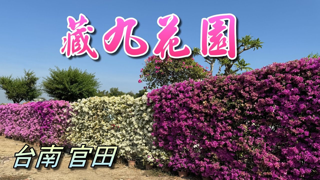 台南藏九花園，以各類不同品種的九重葛為主題，再搭配雅石藝術造景，將整個花園打扮得多采多姿，園區內花團錦簇色彩繽紛，真是美不勝收