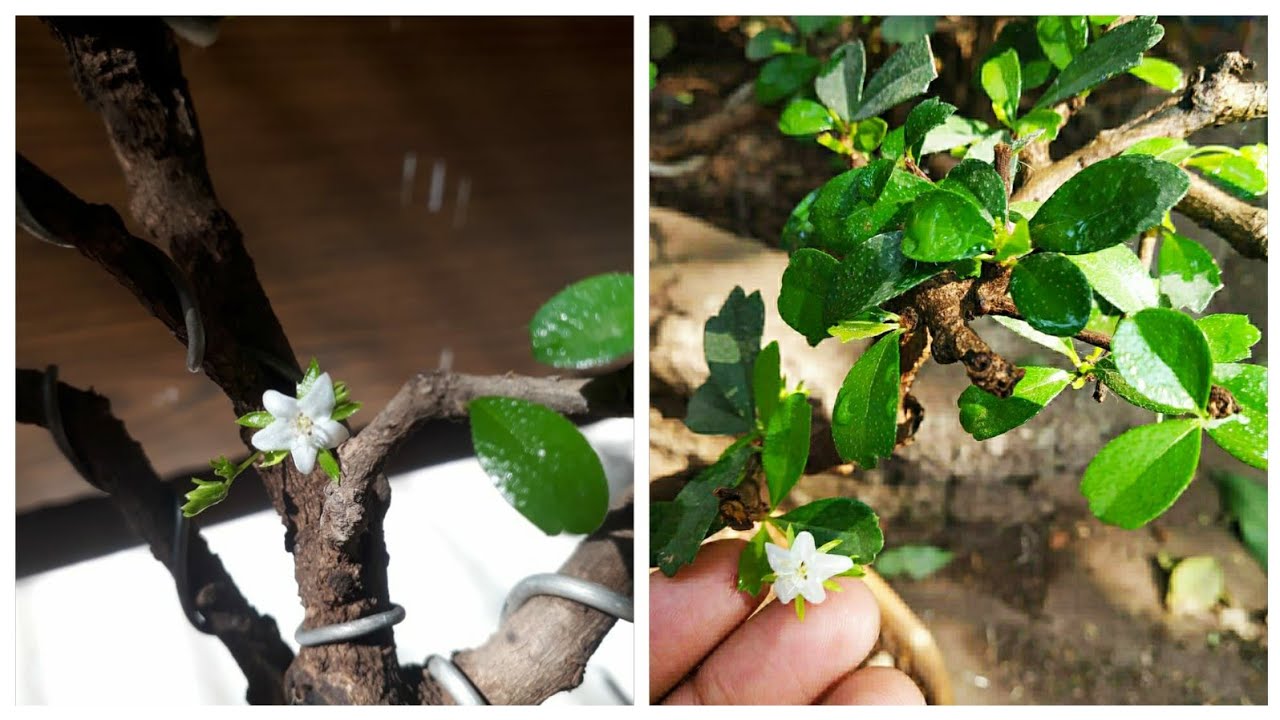 Flowers on Bonsai: Wax Malpighia