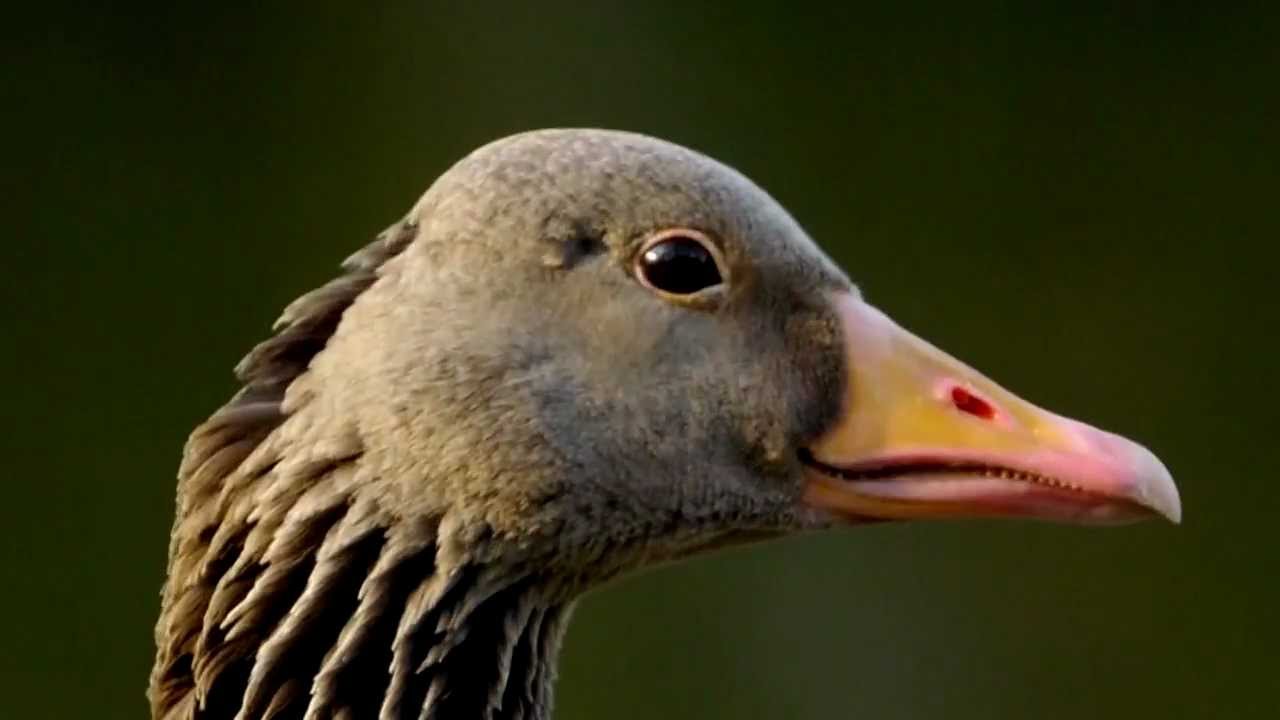 Head of the Greylag Goose (Anser anser) / Kopf der Graugans