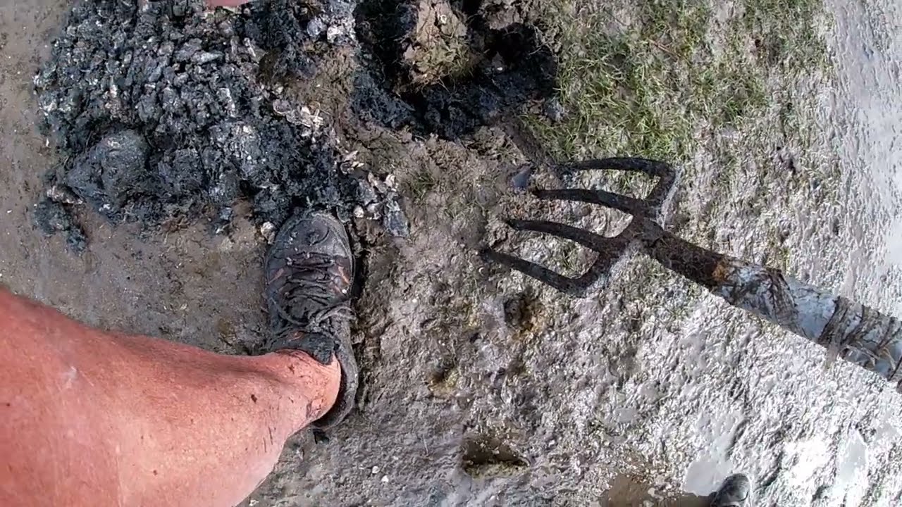 Digging Cribb Island Worms