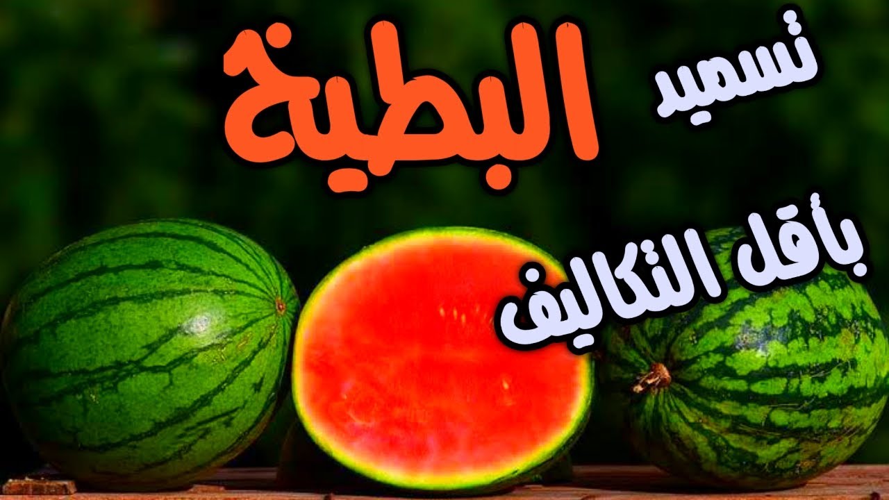 تسميد البطيخ | البرنامج التسميدى المتكامل للبطيخ وبتكلفة قليلة