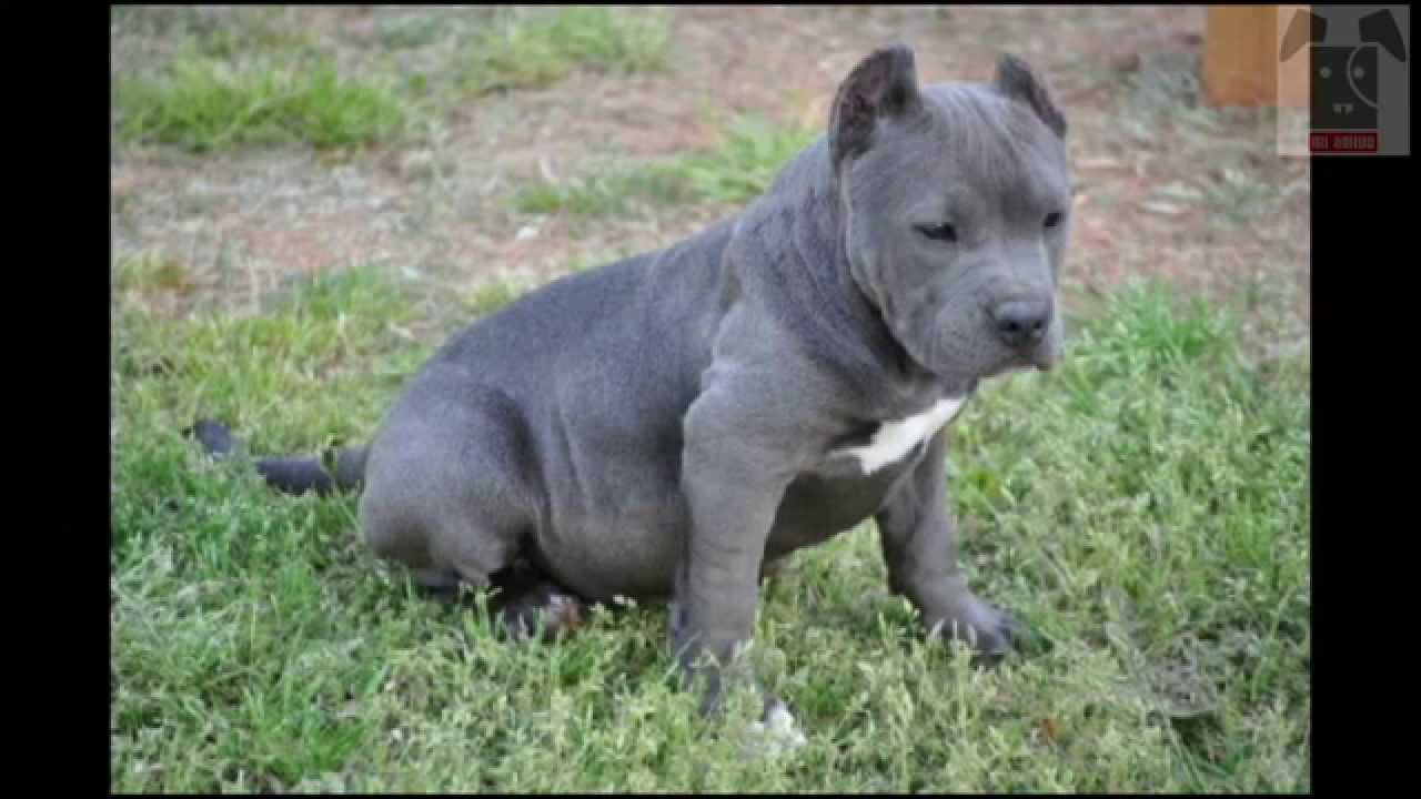 ENTRENAMIENTO DE PERROS PITBULL  - MI AMIGO