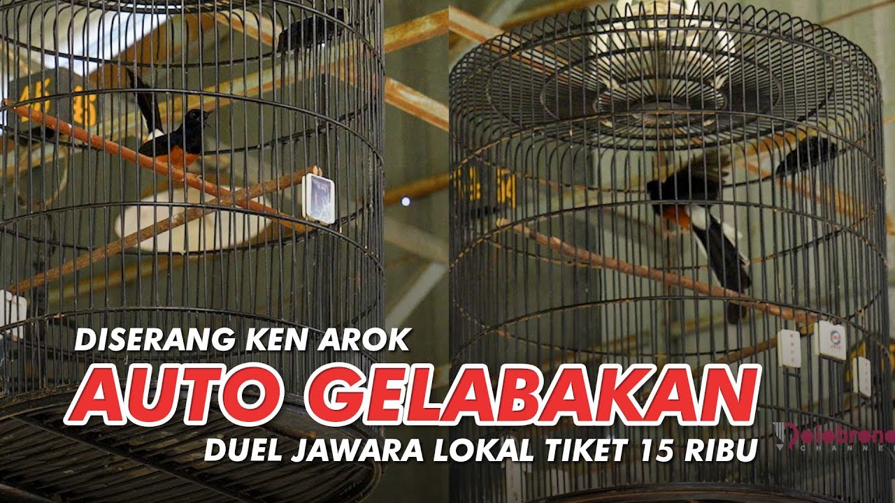 JAWARA LOKAL : Murai Ken Arok Saling Serang Walau Daftar Tiket 15ribu Serasa tiket mahal