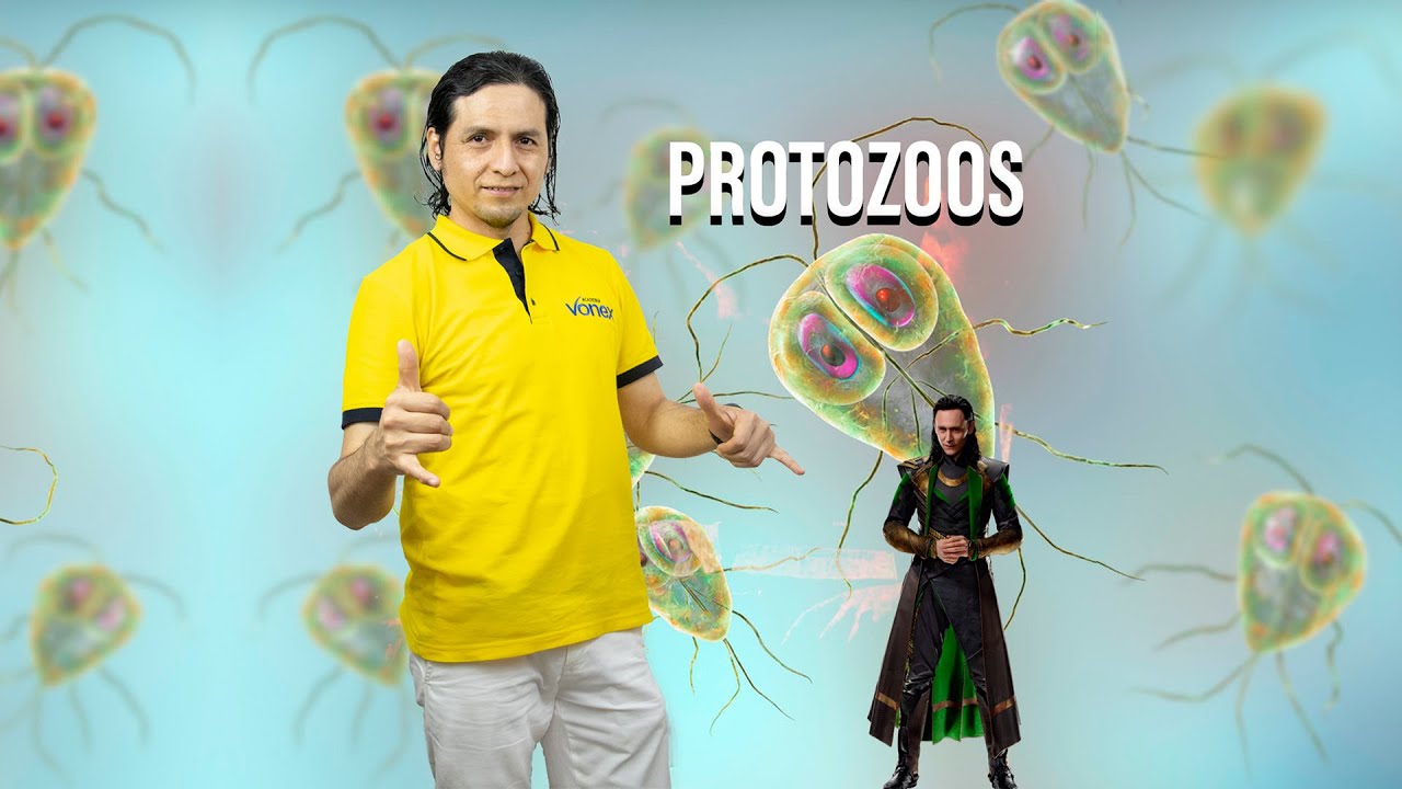 &iexcl;Aprende sobre los protozoos!