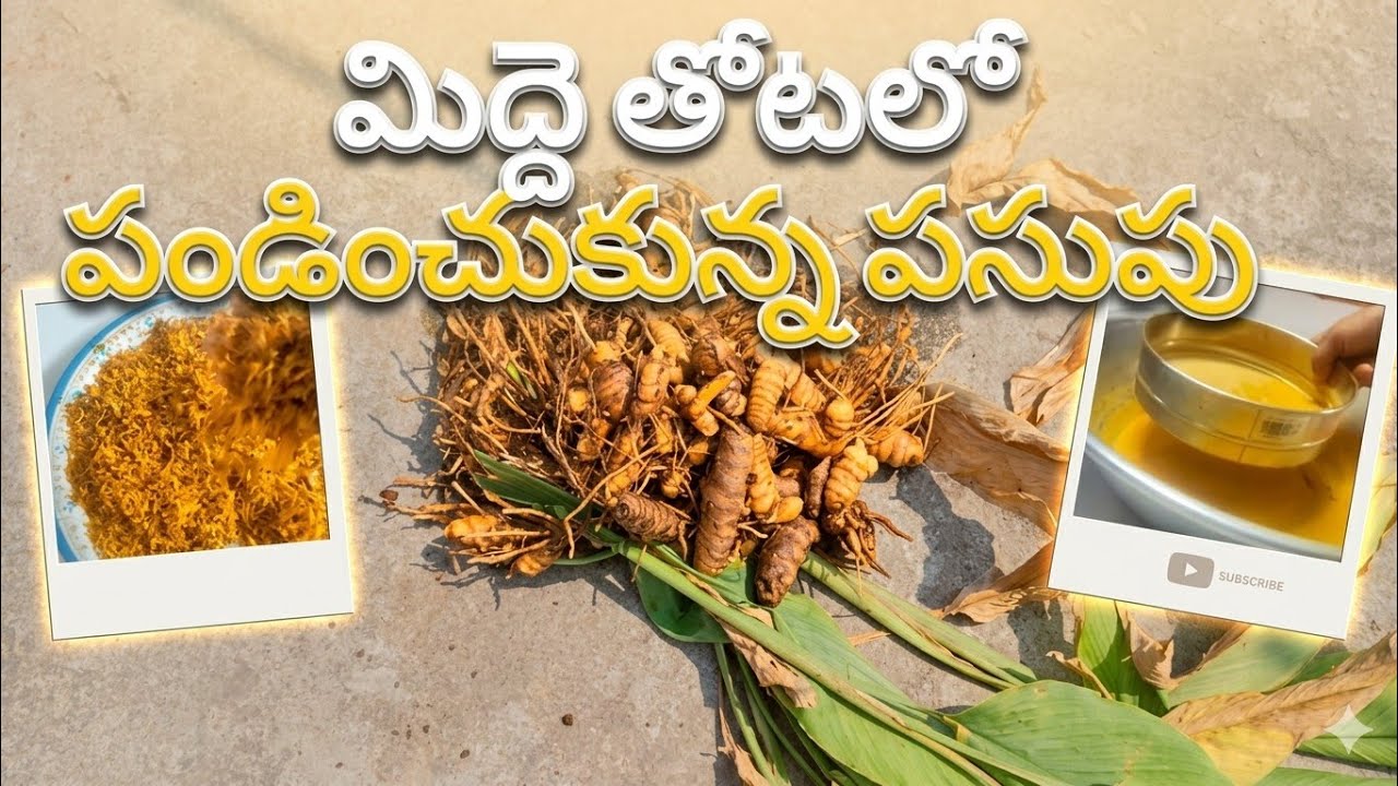 Organic turmeric powder making process #terracegardenindia #tumeric #organicfarming 