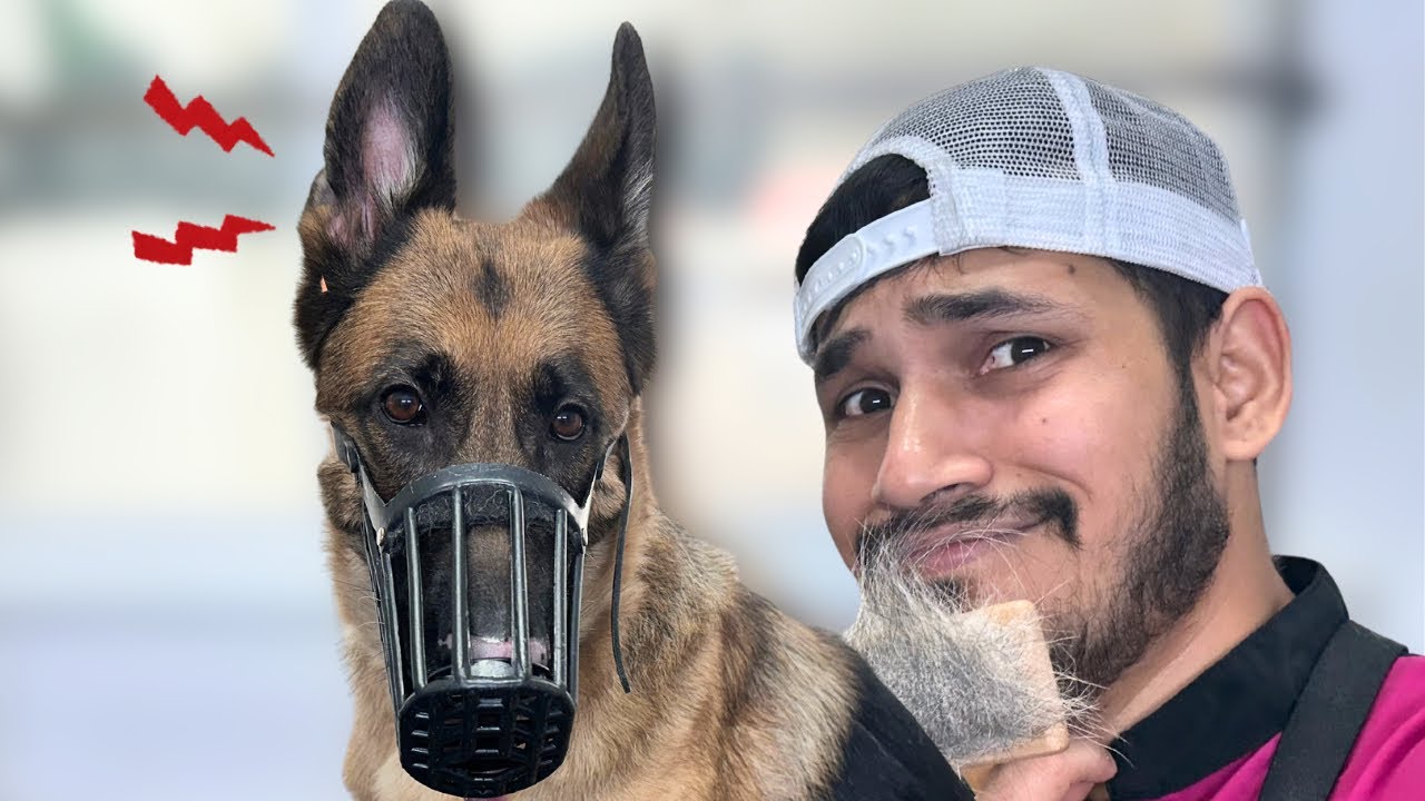 &iexcl;EST&Aacute; PERRA SE PUSO COMO LOCA! CA&Iacute;DA DE PELO EXTREMA🤯