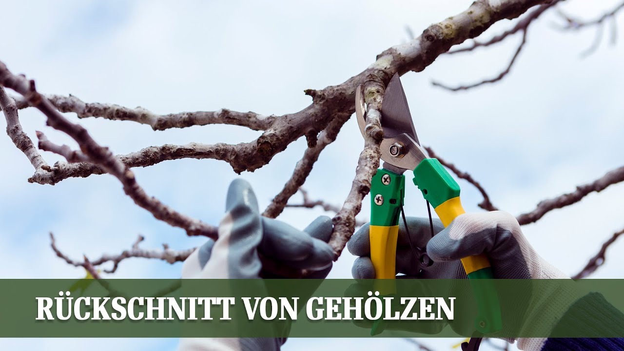 Wann & wie Geh&ouml;lze schneiden? Grundlagen Schritt f&uuml;r Schritt erkl&auml;rt