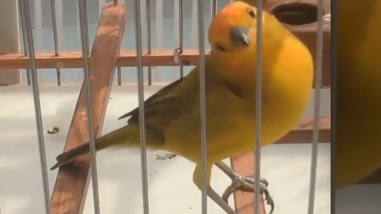 Canário da terra peruano canto mateiro forte para treinar machos!