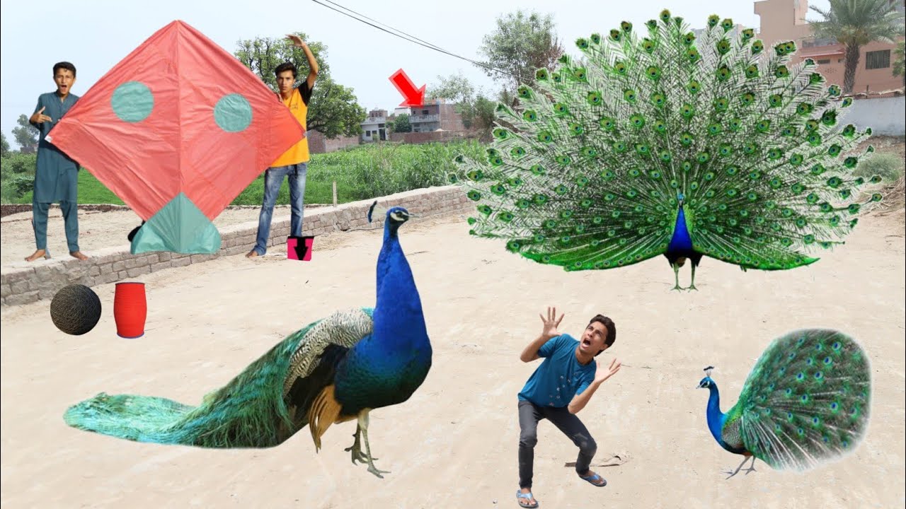 Kite Cutting With 2 Peacock 🦚
