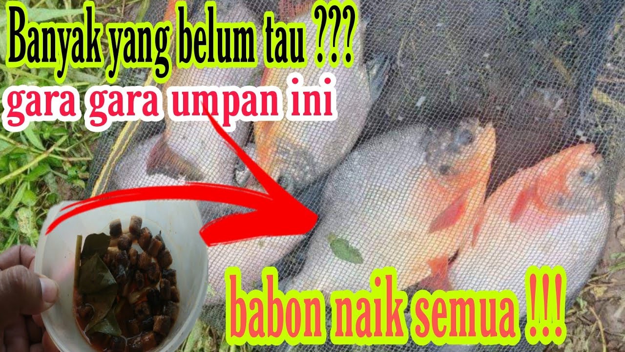 GAK ADA YANG TAU !!! UMPAN HARIAN BAWAL LANGKA GACORNYA LUAR BIASA !!! WAJIB COBA !!!