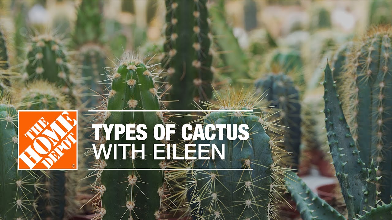 Types of Cactus with Eileen | Indoor House Plants | The Home Depot