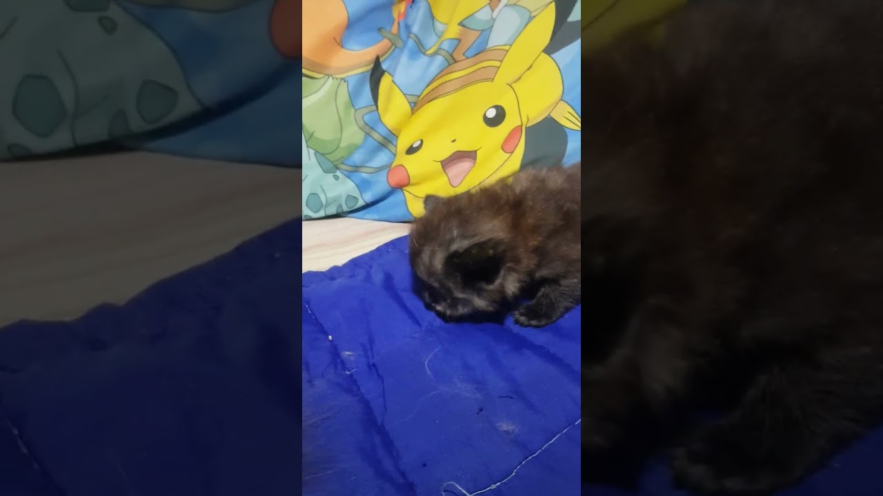 Finding MOCHIE, Daily adventure of LIONCATS babies 