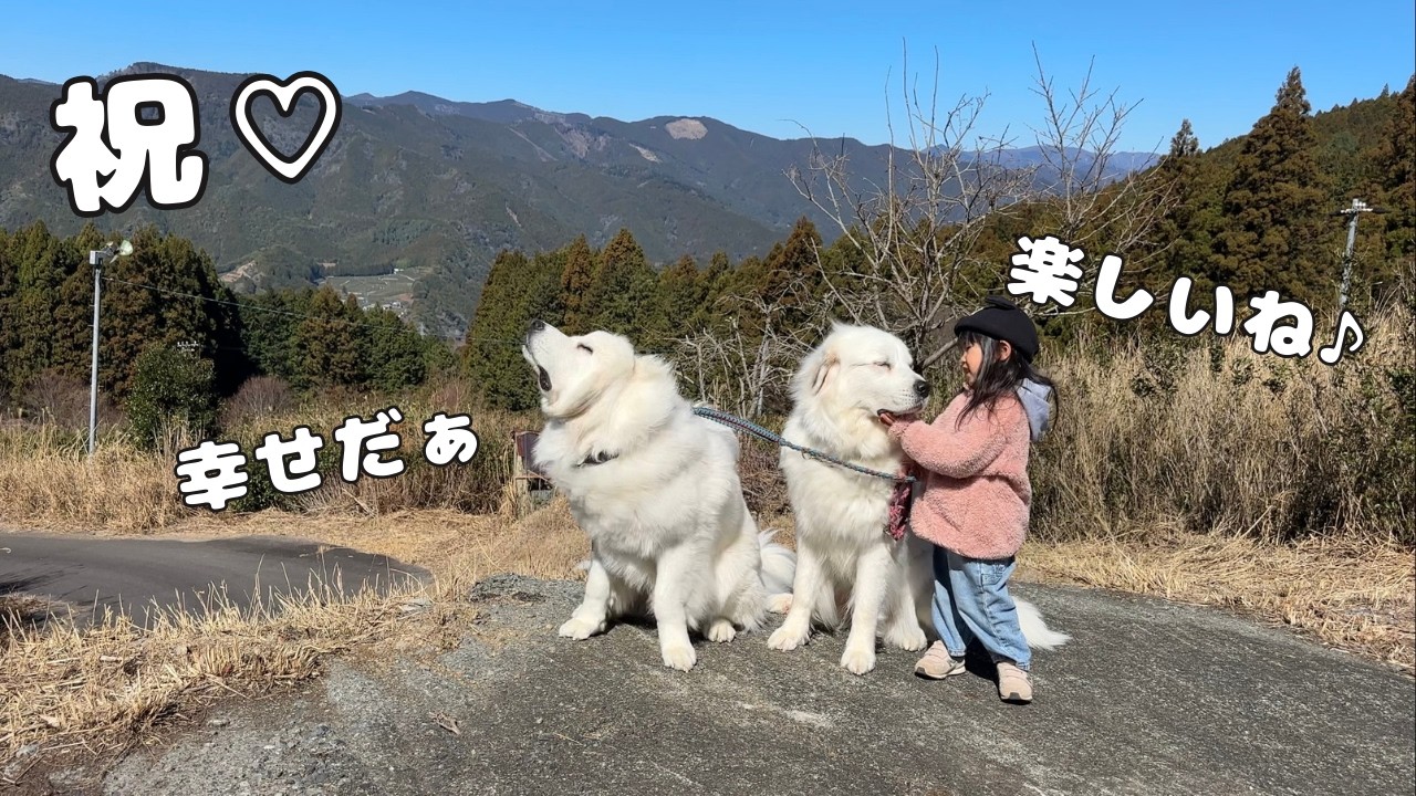 【初！】３歳児がついに自分より５倍大きい超大型犬２頭を引き連れて山のお散歩デビューを果たしました…♡｜グレートピレニーズ&オールドイングリッシュシープドッグ&トイプードル