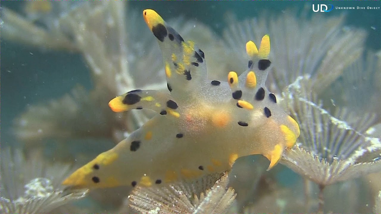 Sulawesi Lembeh Strait 2019-2020 Bastianos Dive Resort Critters Part 5