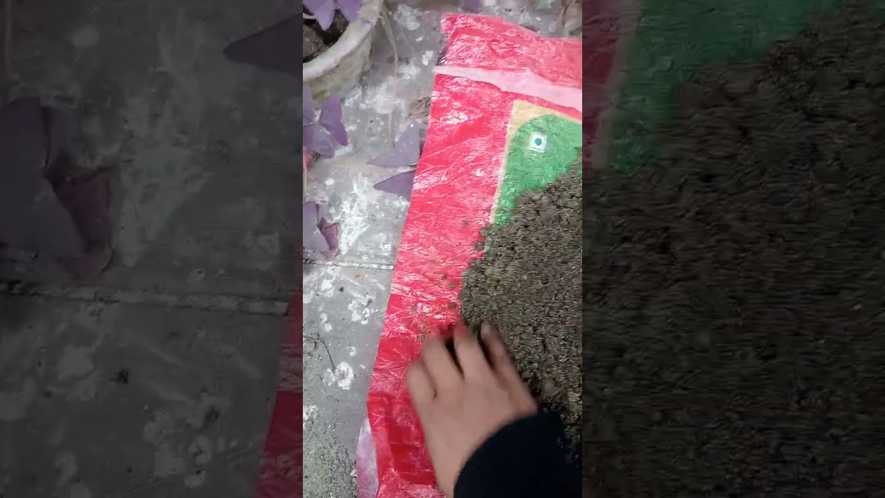 মরু গোলাপ/এডেনিয়াম গাছের মিডিয়া তৈরি এভাবে করেছি।