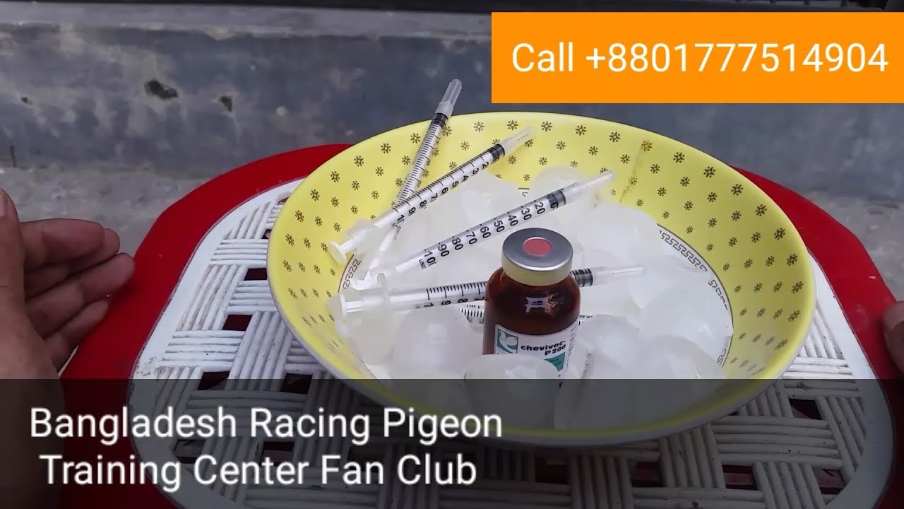Pigeon Vaccination  (Pigeon treatments)