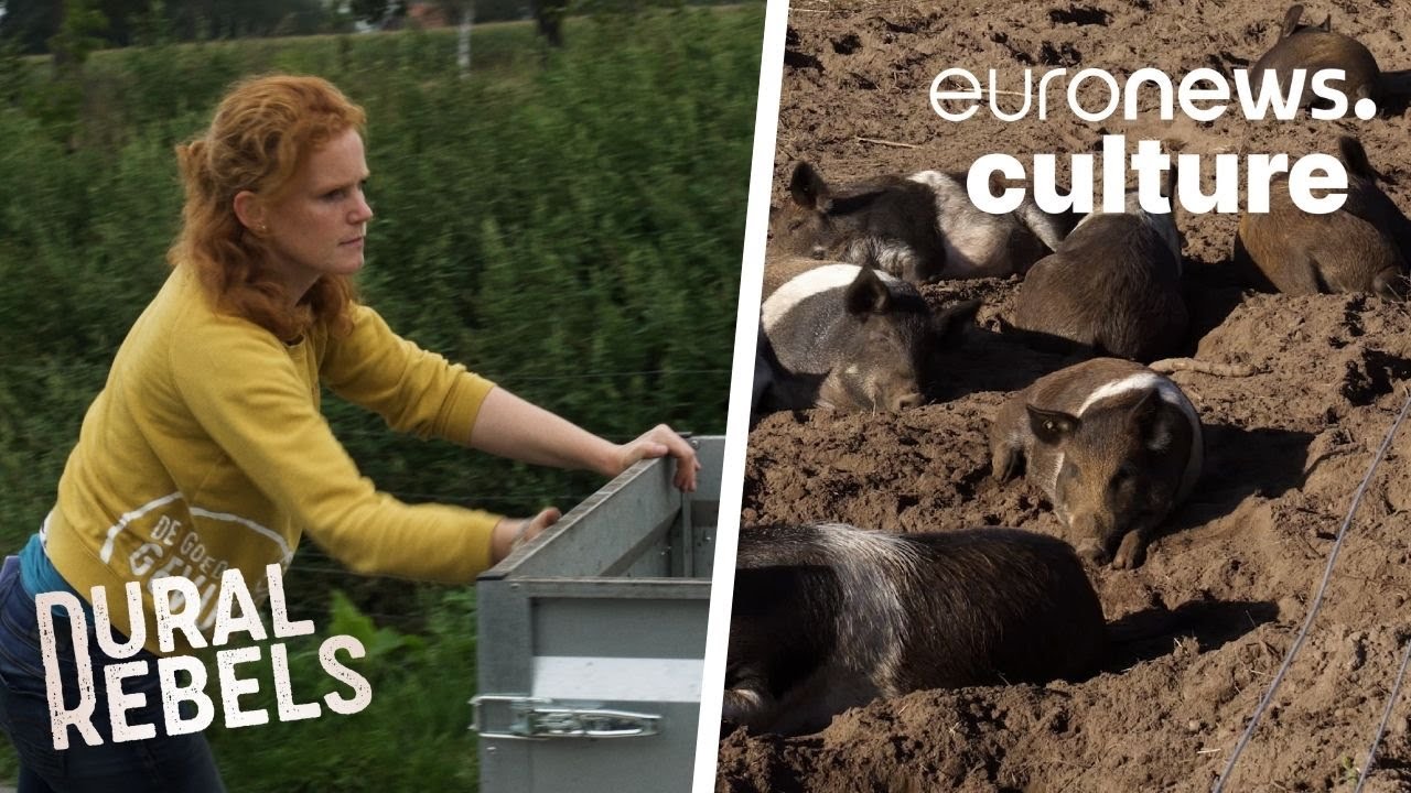 'A happy pig is a healthy pig': The Dutch farm putting animal welfare and sustainability first